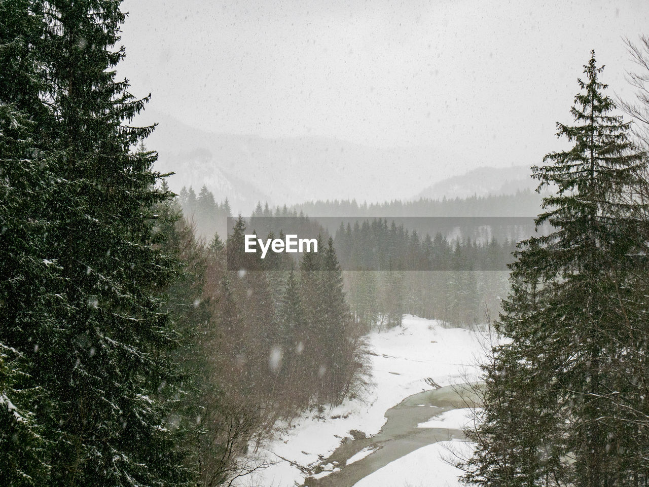 Pine trees in forest against sky during winter