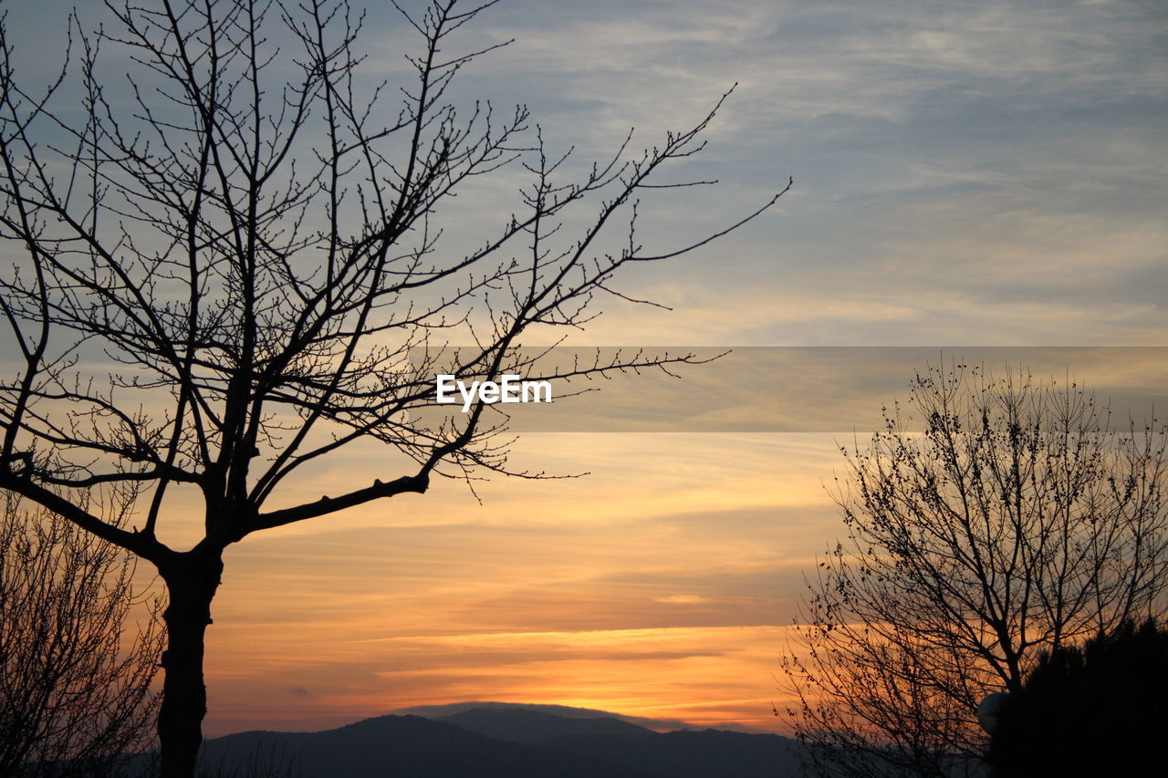 Silhouette of tree against dramatic sky