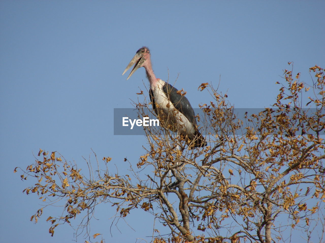 LOW ANGLE VIEW OF BIRD PERCHING ON TREE