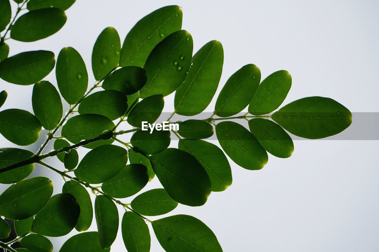 LOW ANGLE VIEW OF PLANT AGAINST SKY