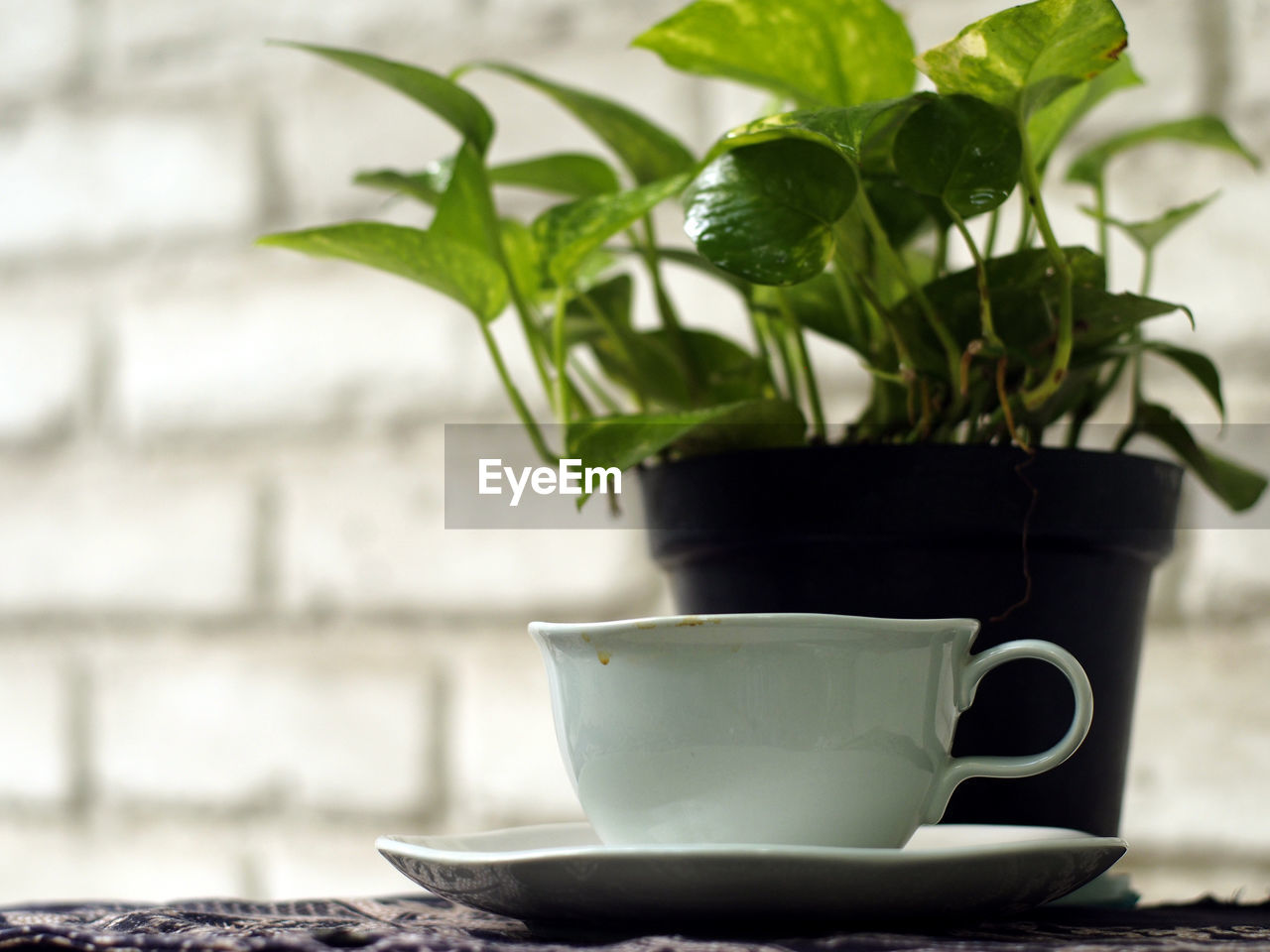 Close-up of coffee cup and potted plant on table