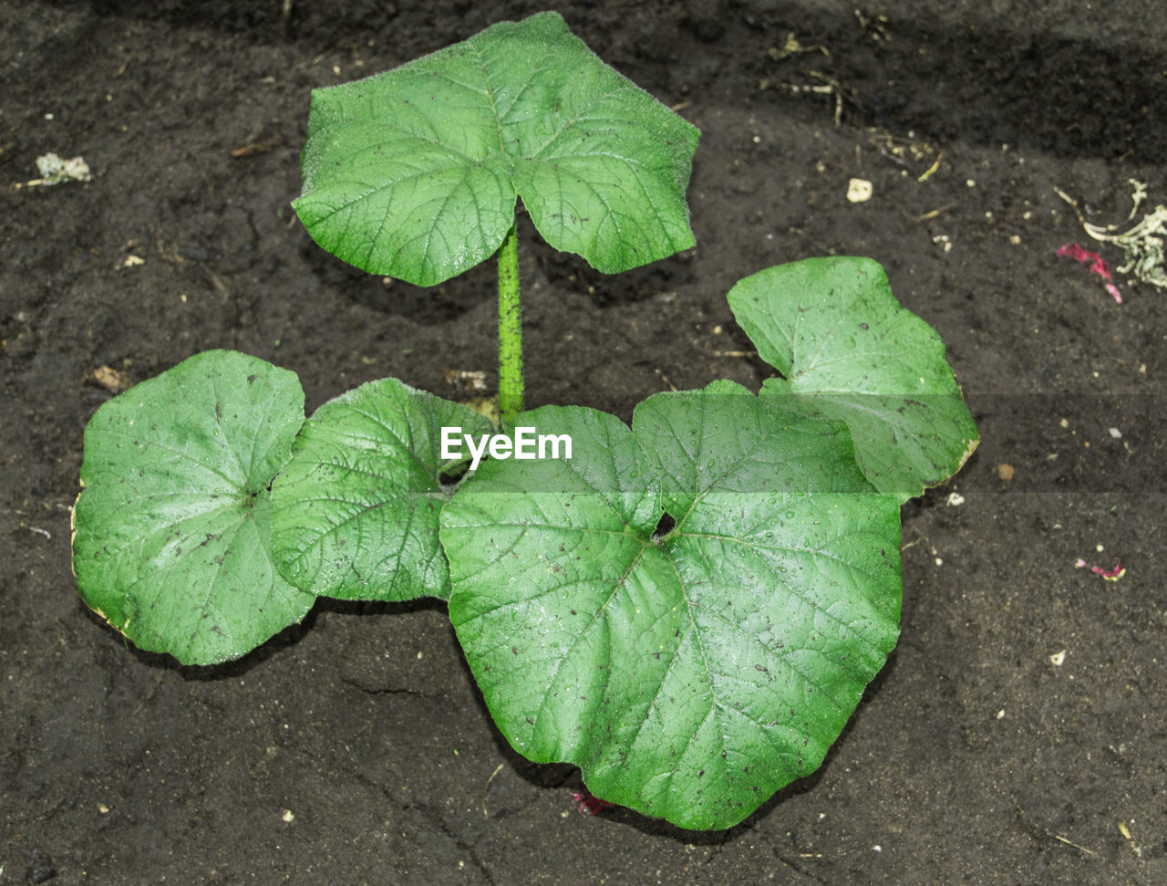 leaf, plant part, green, plant, high angle view, soil, nature, growth, day, no people, flower, beauty in nature, outdoors, close-up, freshness, wet, directly above, produce, land, leaf vein, leaves