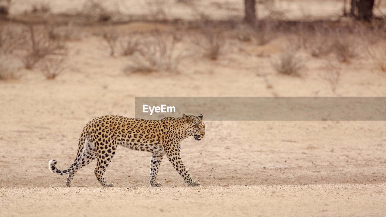 cheetah walking on field in zoo