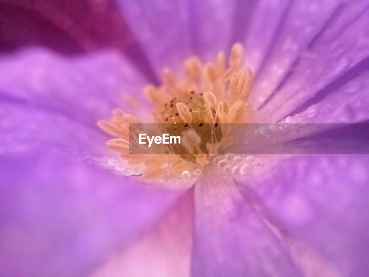 MACRO SHOT OF PINK FLOWER