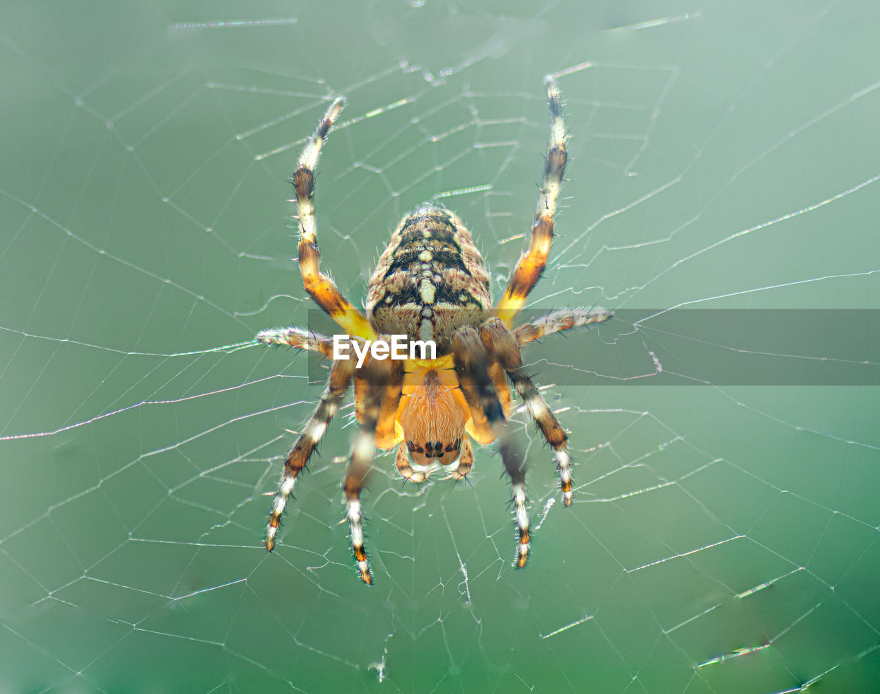 Close-up of spider on web