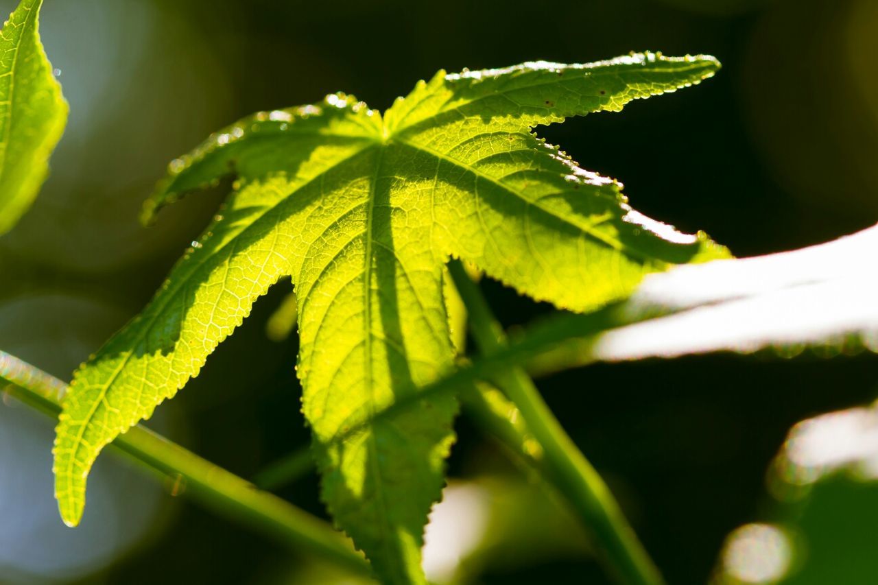 Close-up of leaf against blurred background