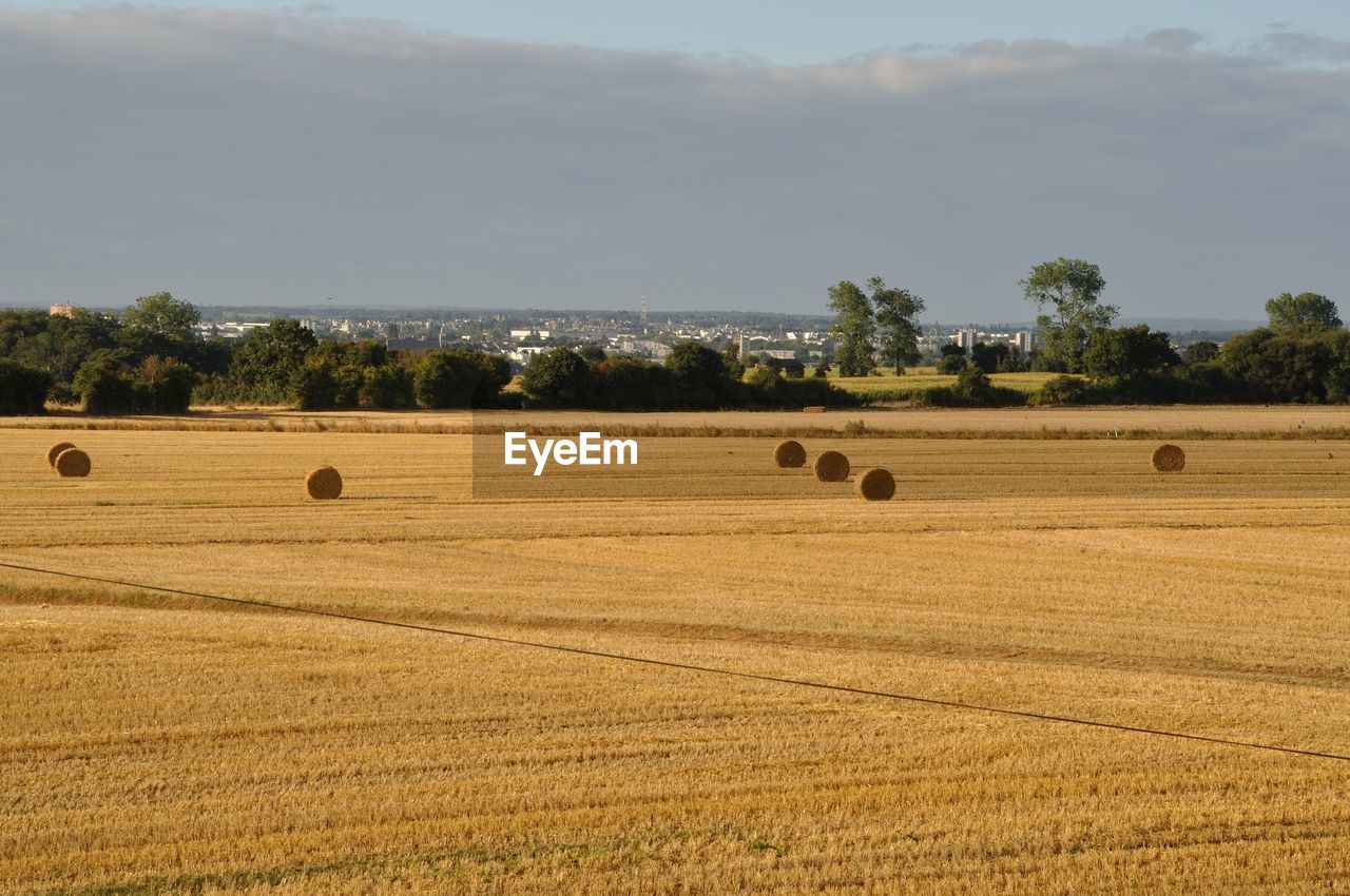 HAY BALES ON FIELD