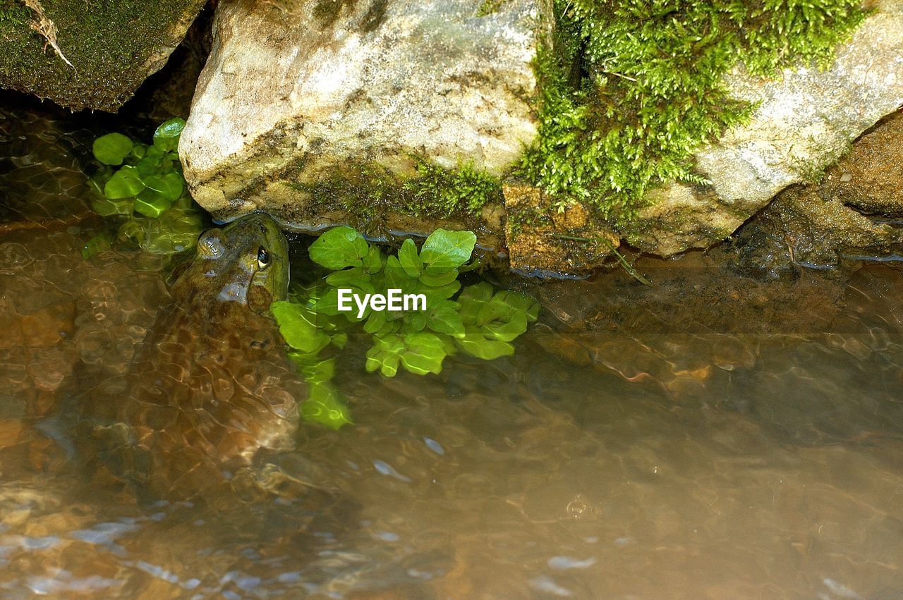 water, nature, green, rock, plant, stream, no people, day, beauty in nature, leaf, plant part, high angle view, growth, lake, outdoors, waterfront, reflection, tranquility, flower, tree, sunlight, wet