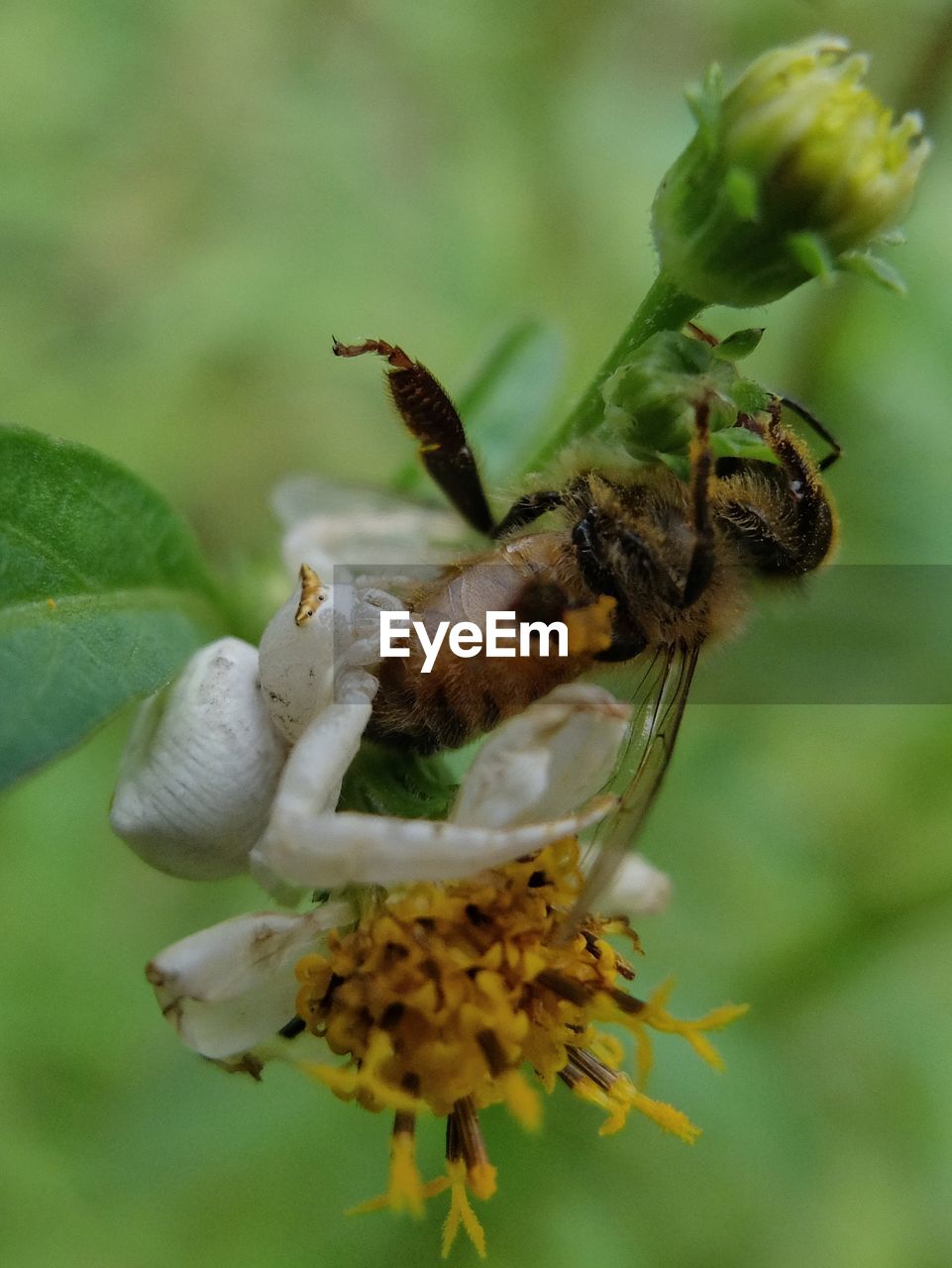 CLOSE-UP OF INSECTS ON FLOWER