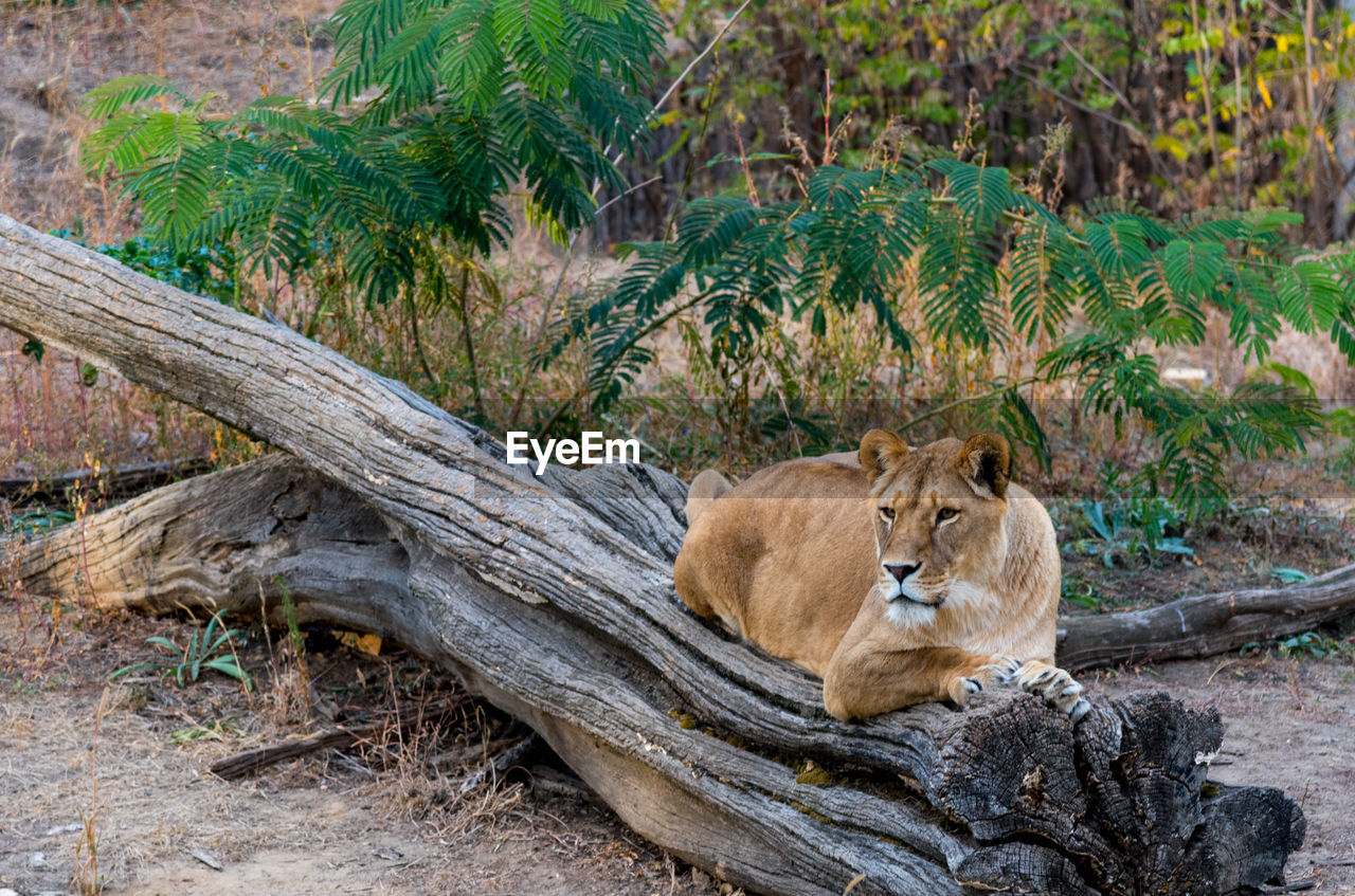 VIEW OF A CAT RESTING IN A FOREST