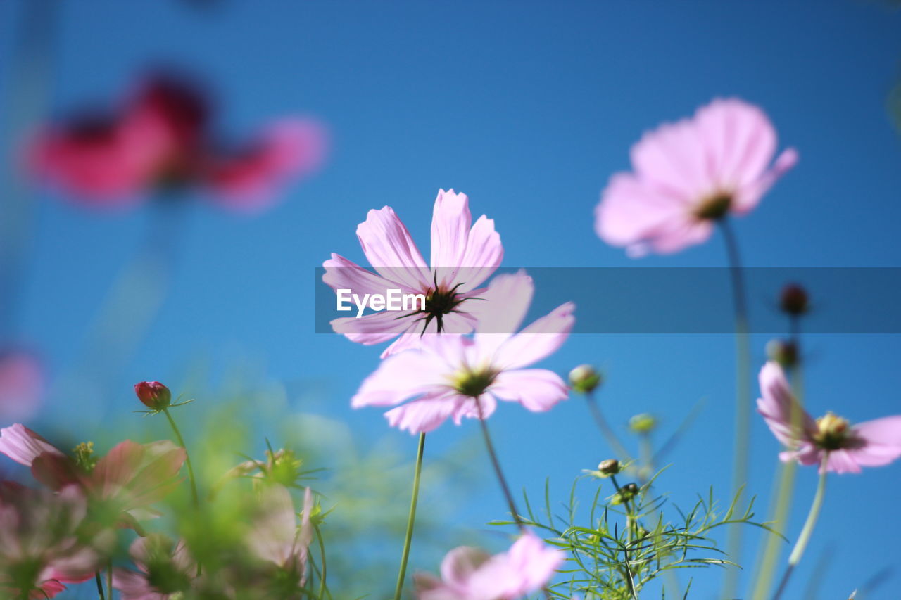 CLOSE-UP OF PINK COSMOS FLOWERS