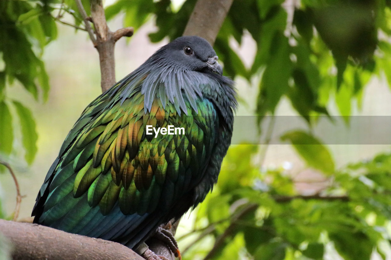 Close-up of nicobar pigeon perching on branch