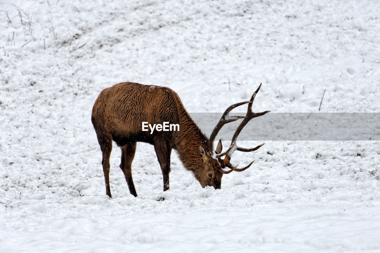 Reindeer on snow covered field