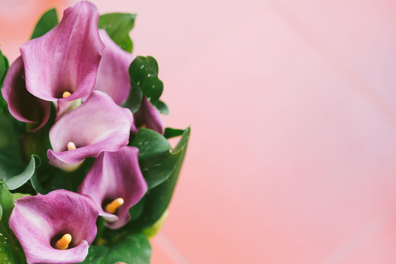 Close-up of purple flowers against coral wall