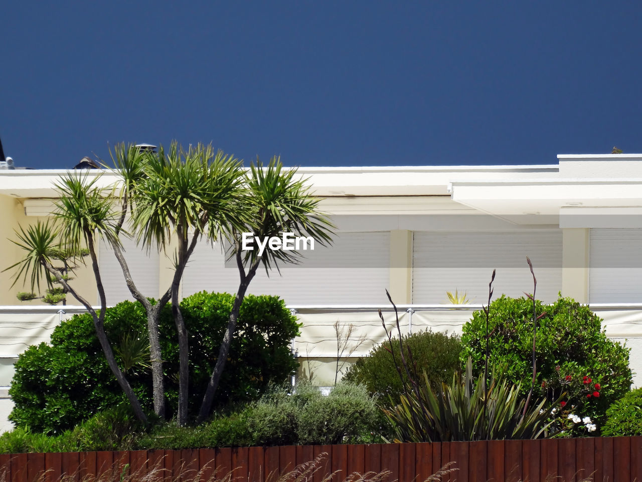 architecture, plant, built structure, building exterior, home, building, tree, nature, house, facade, palm tree, residential district, estate, tropical climate, no people, residential area, sky, day, outdoors, growth, clear sky, real estate, front or back yard