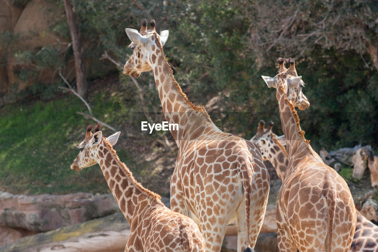 Giraffes at zoo