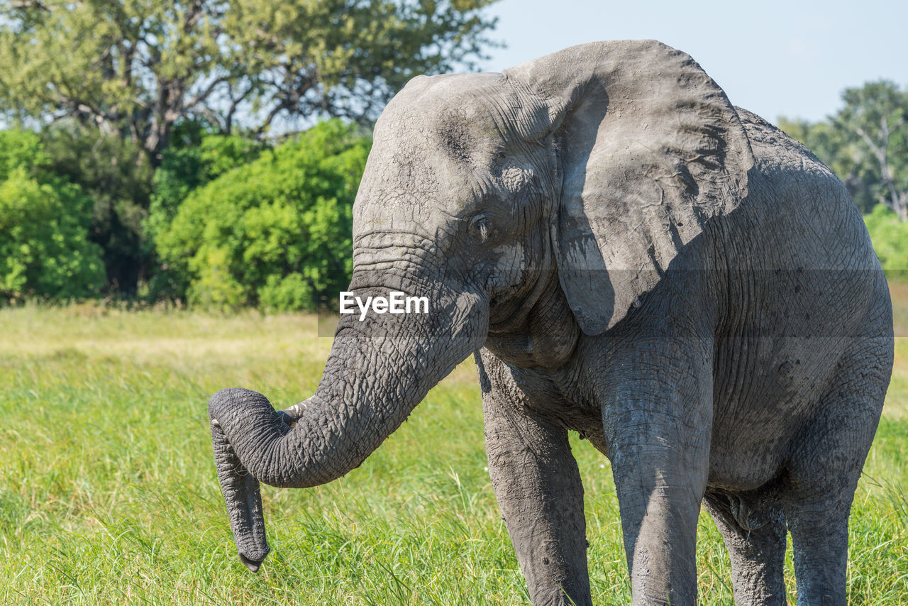 African elephant calf standing in forest