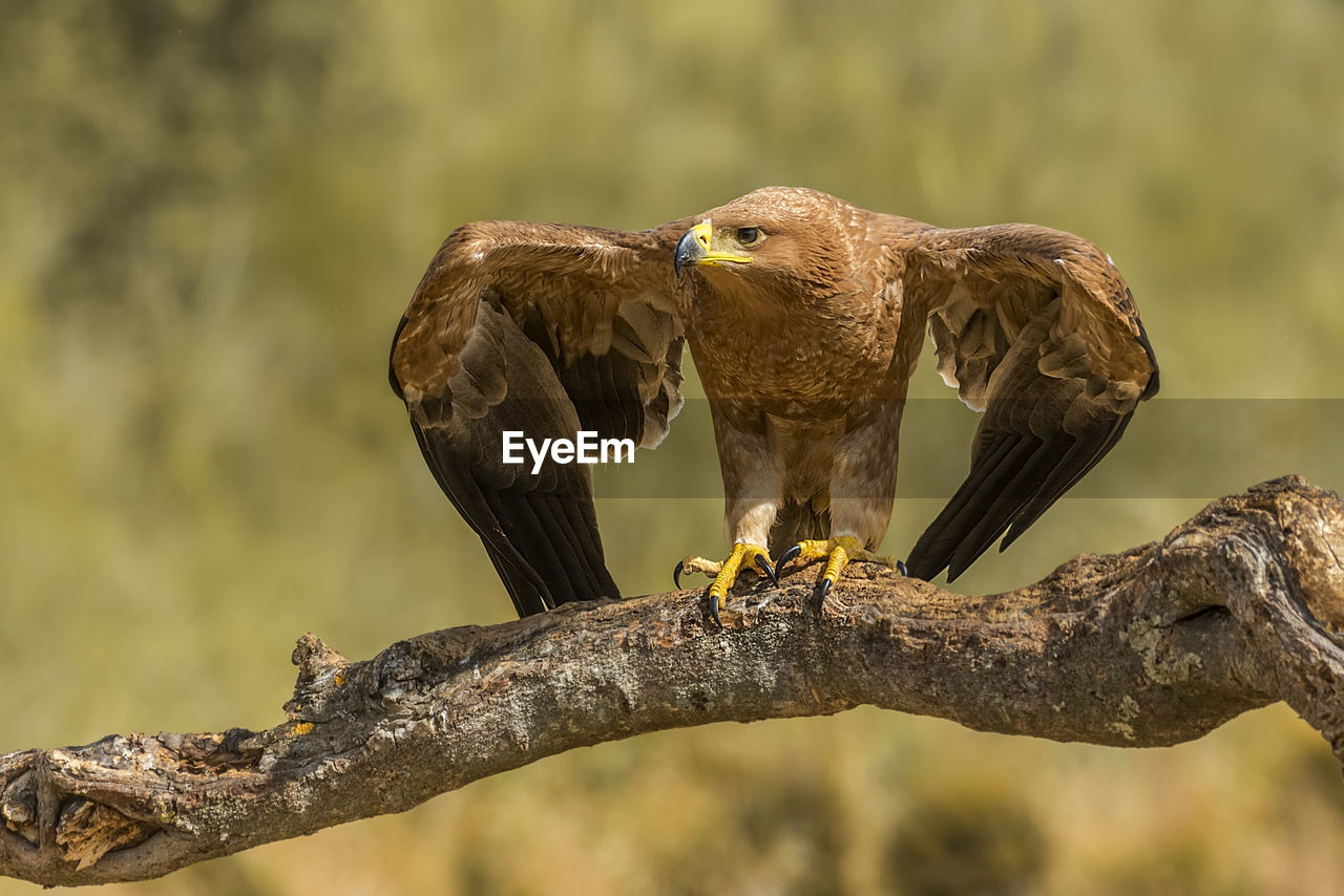 Close-up of golden eagle perching on branch