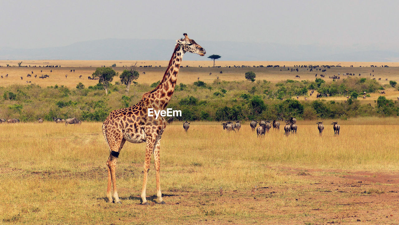 View of a giraffe on field