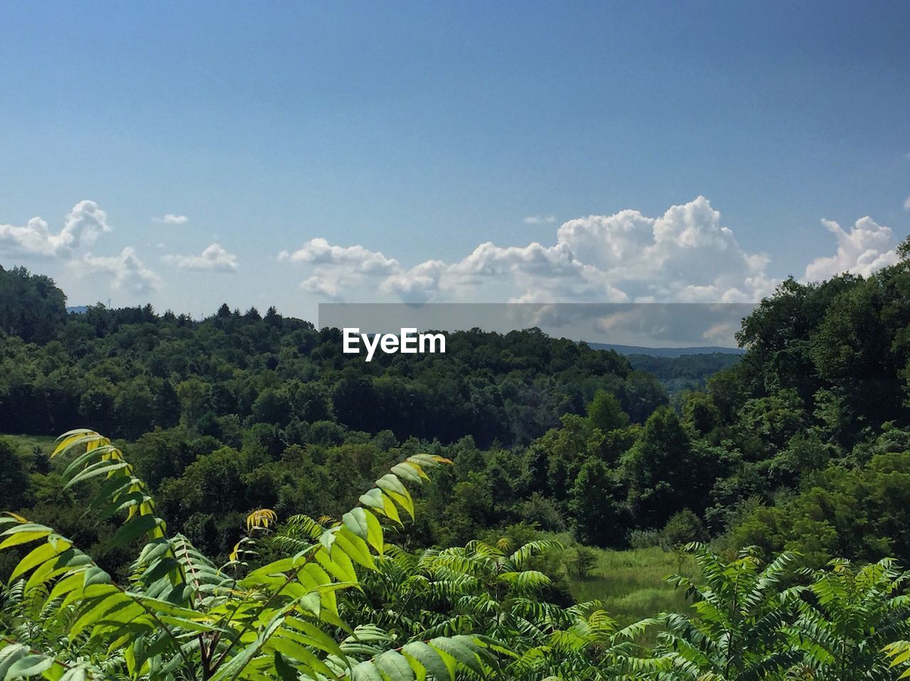 Scenic view of forest against sky