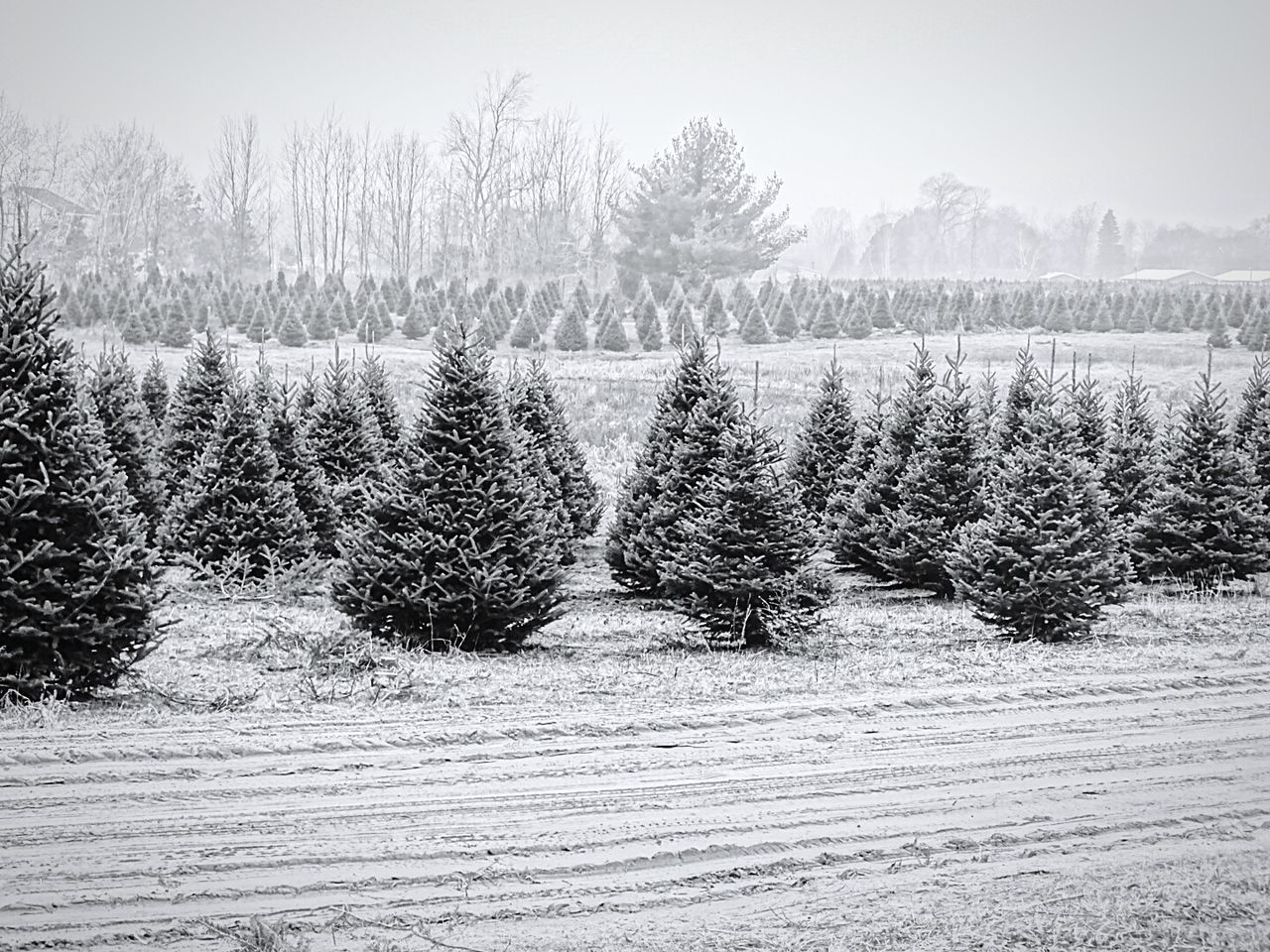 Snow covered trees on field