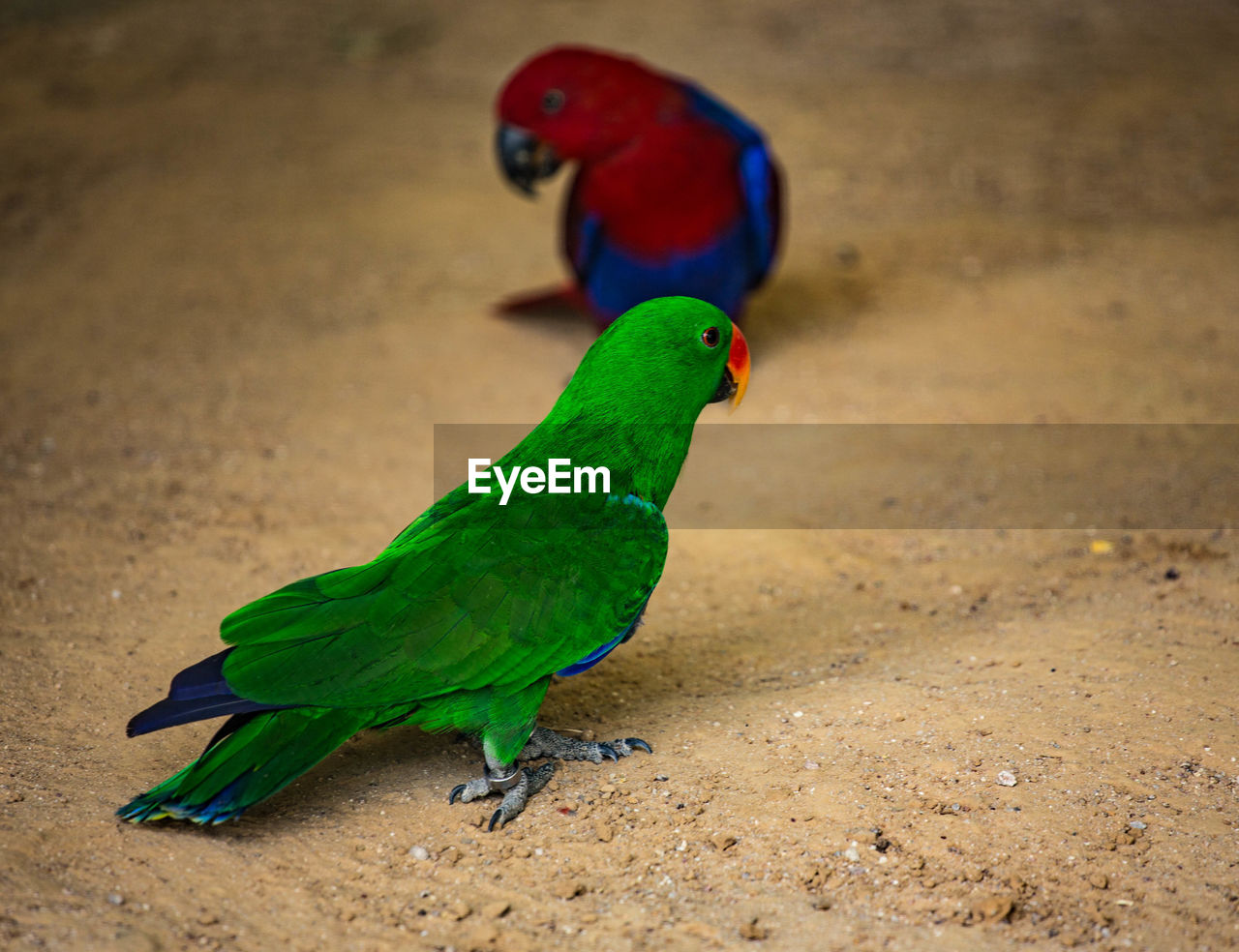 CLOSE-UP OF A BIRD