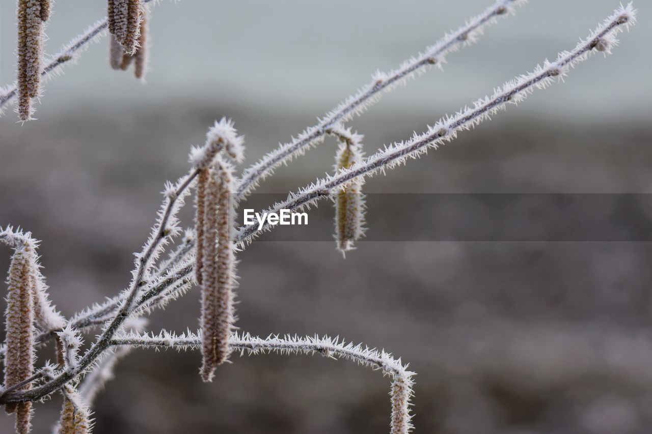 Close-up of frozen plant