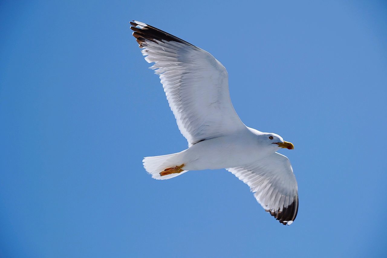 Low angle view of seagull flying against clear blue sky