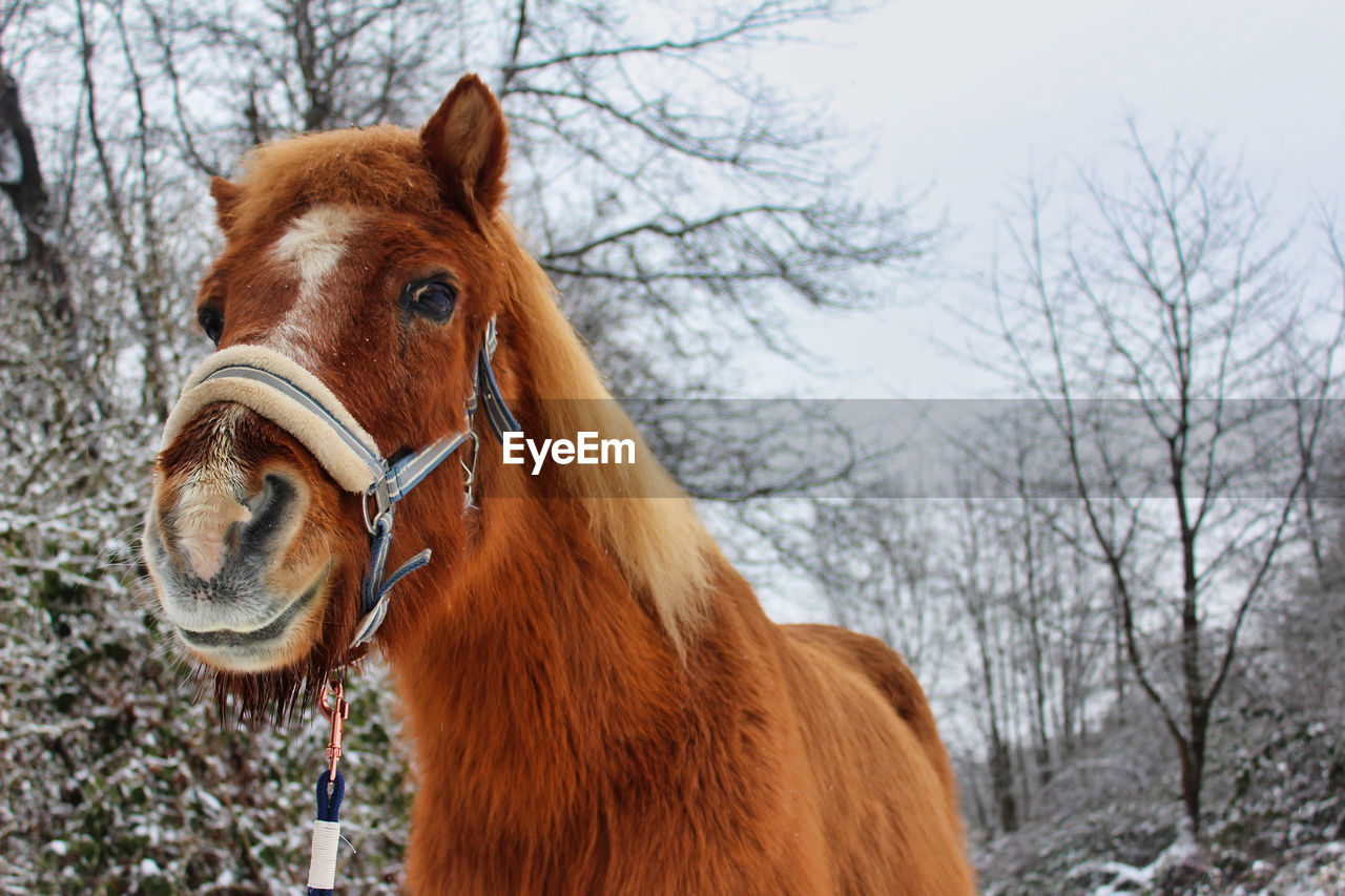 Horse on snow covered field