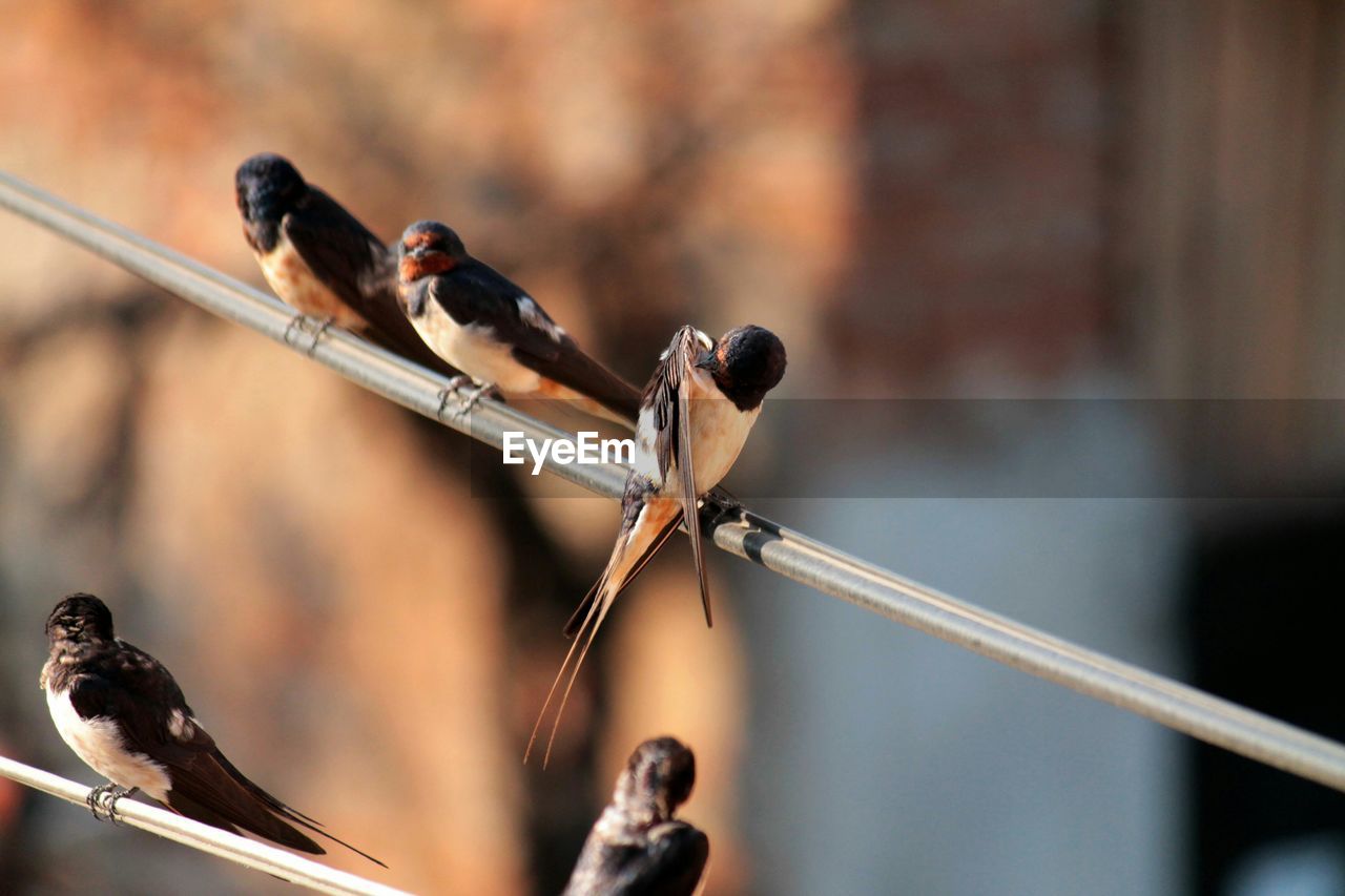 Swallows perching on metal railing