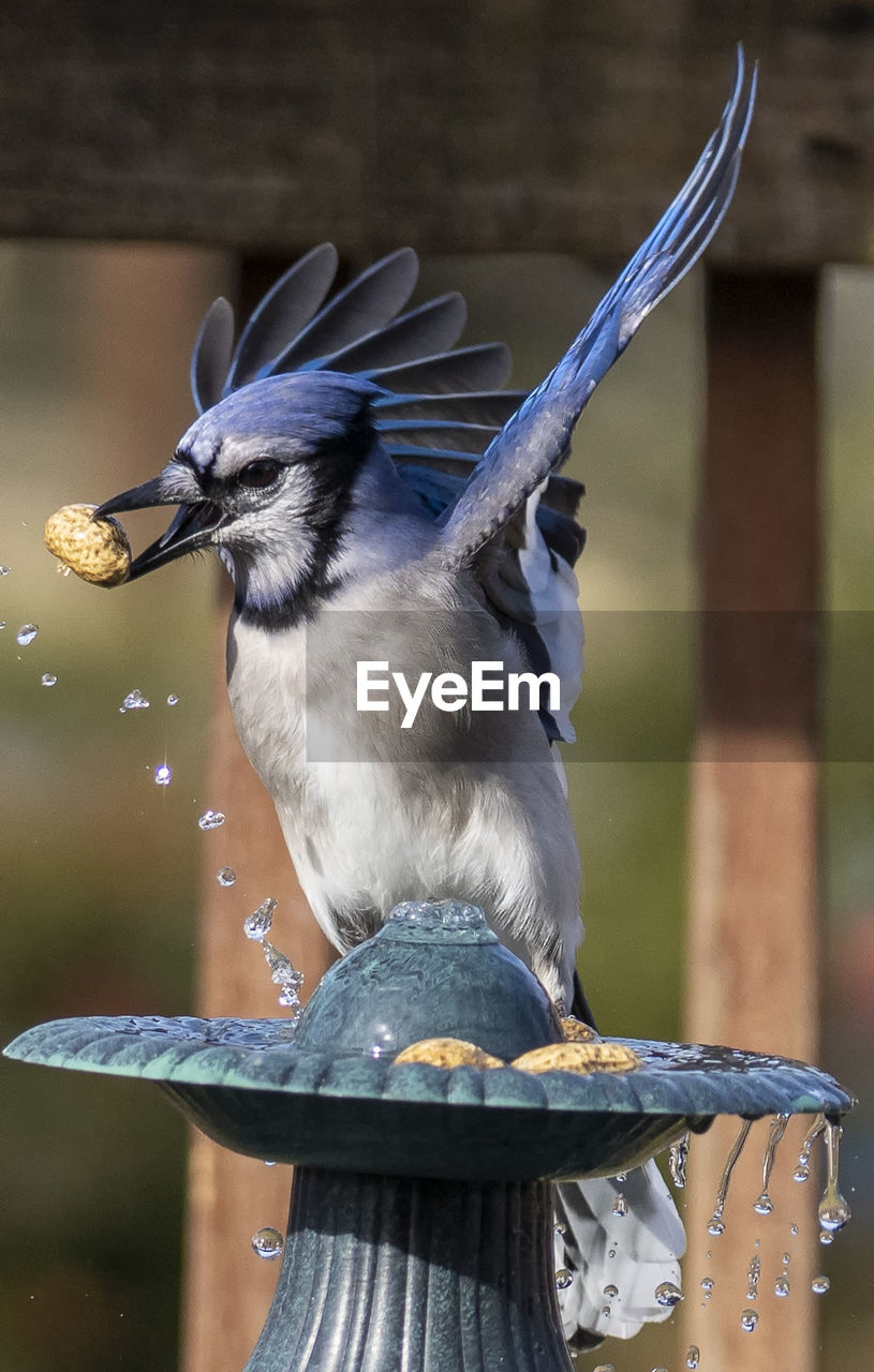 Bluejay on the deck after finding a peanut treat