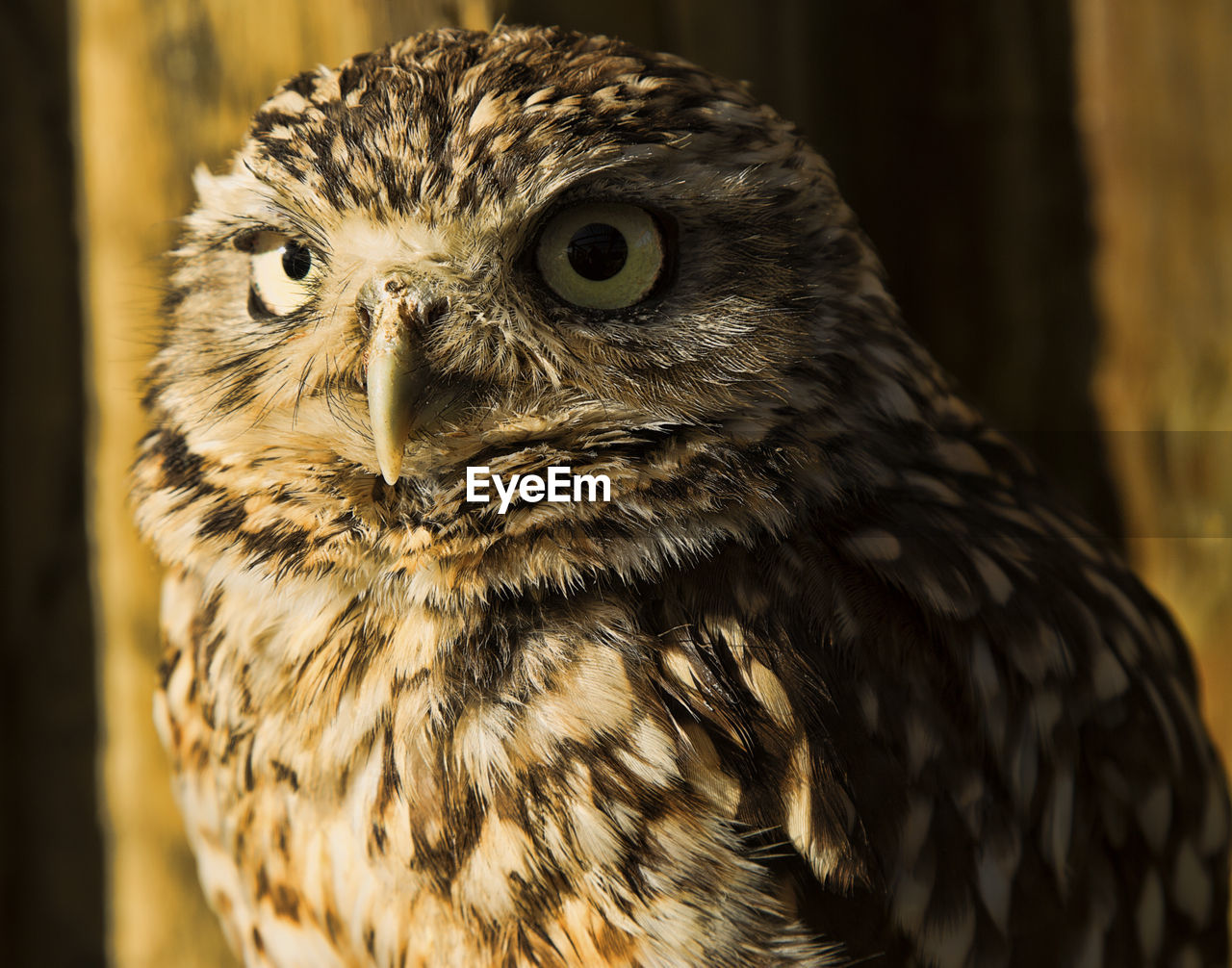 Close-up portrait of owl