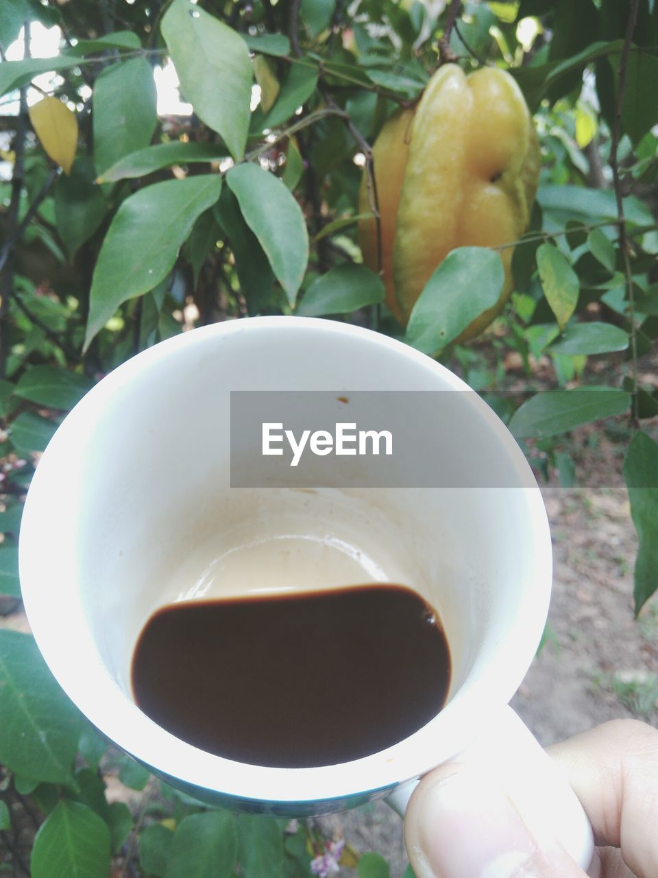 Cropped hand holding coffee cup over plant