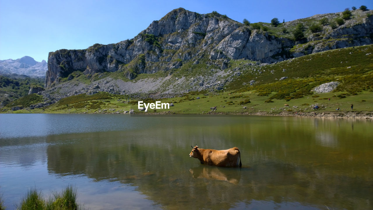 Cow in lake against rocky mountain