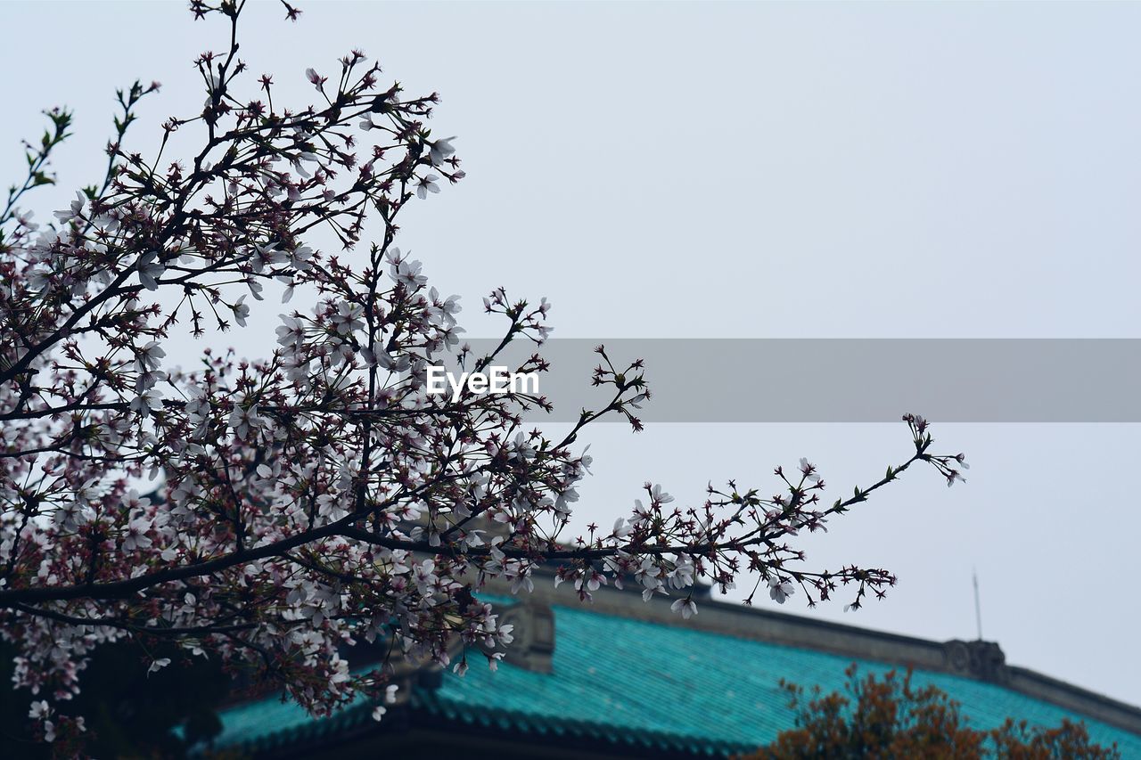 VIEW OF TREES AGAINST CLEAR SKY
