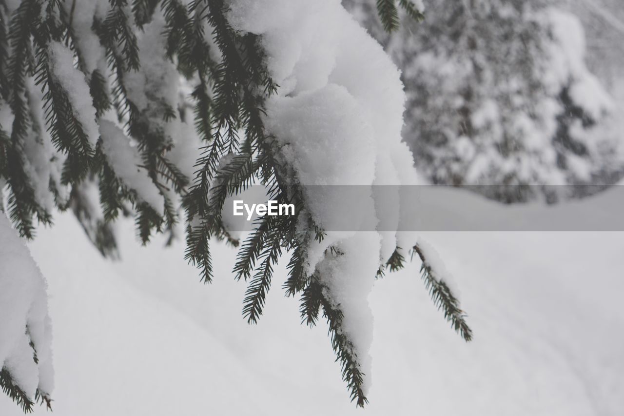 Close-up of snow covered pine tree