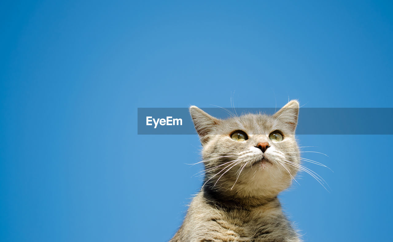 Funny gray cat on a background of blue sky. pet portrait. striped kitten. animal. copy space.