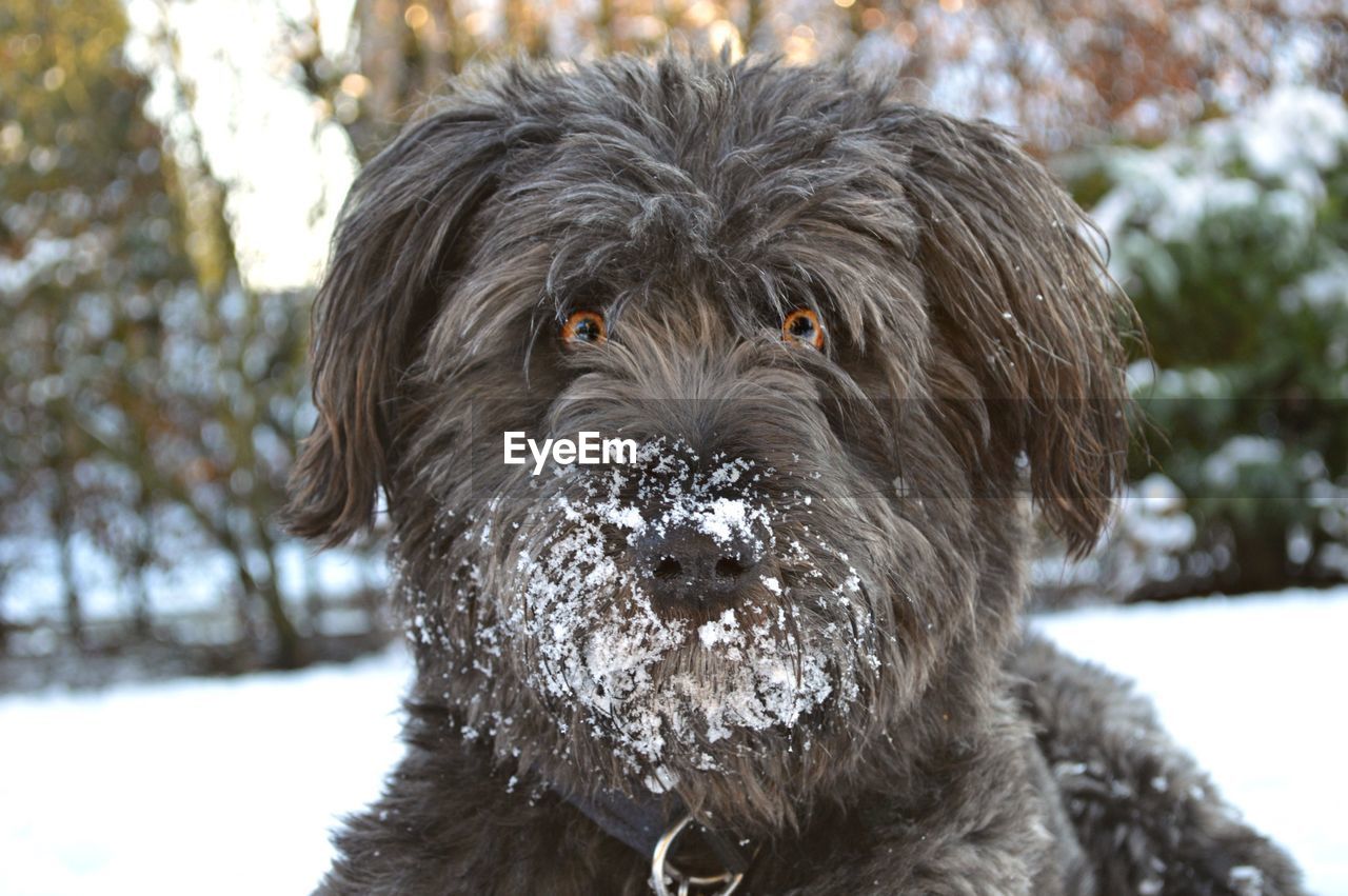 Tibetan terrier dog in snow