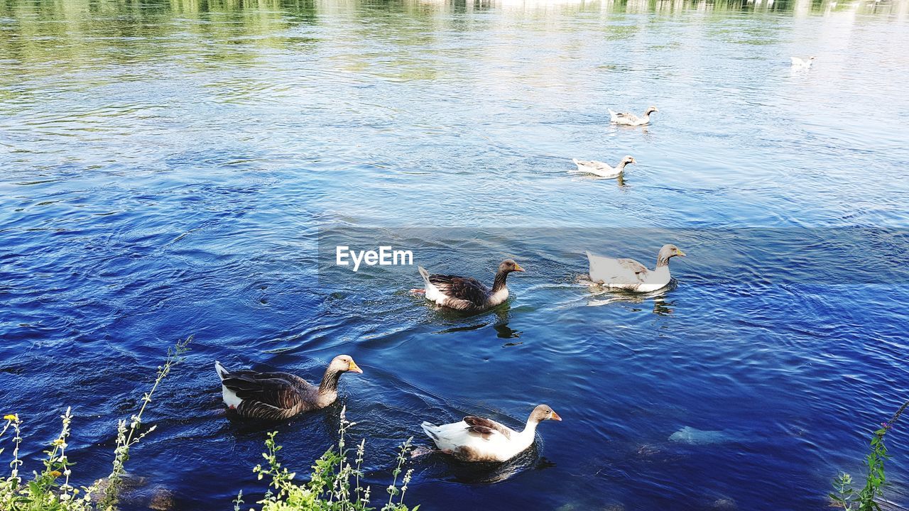 HIGH ANGLE VIEW OF DUCKS IN LAKE