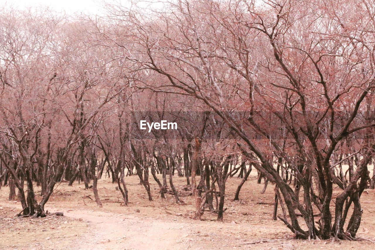 BARE TREE AGAINST SKY