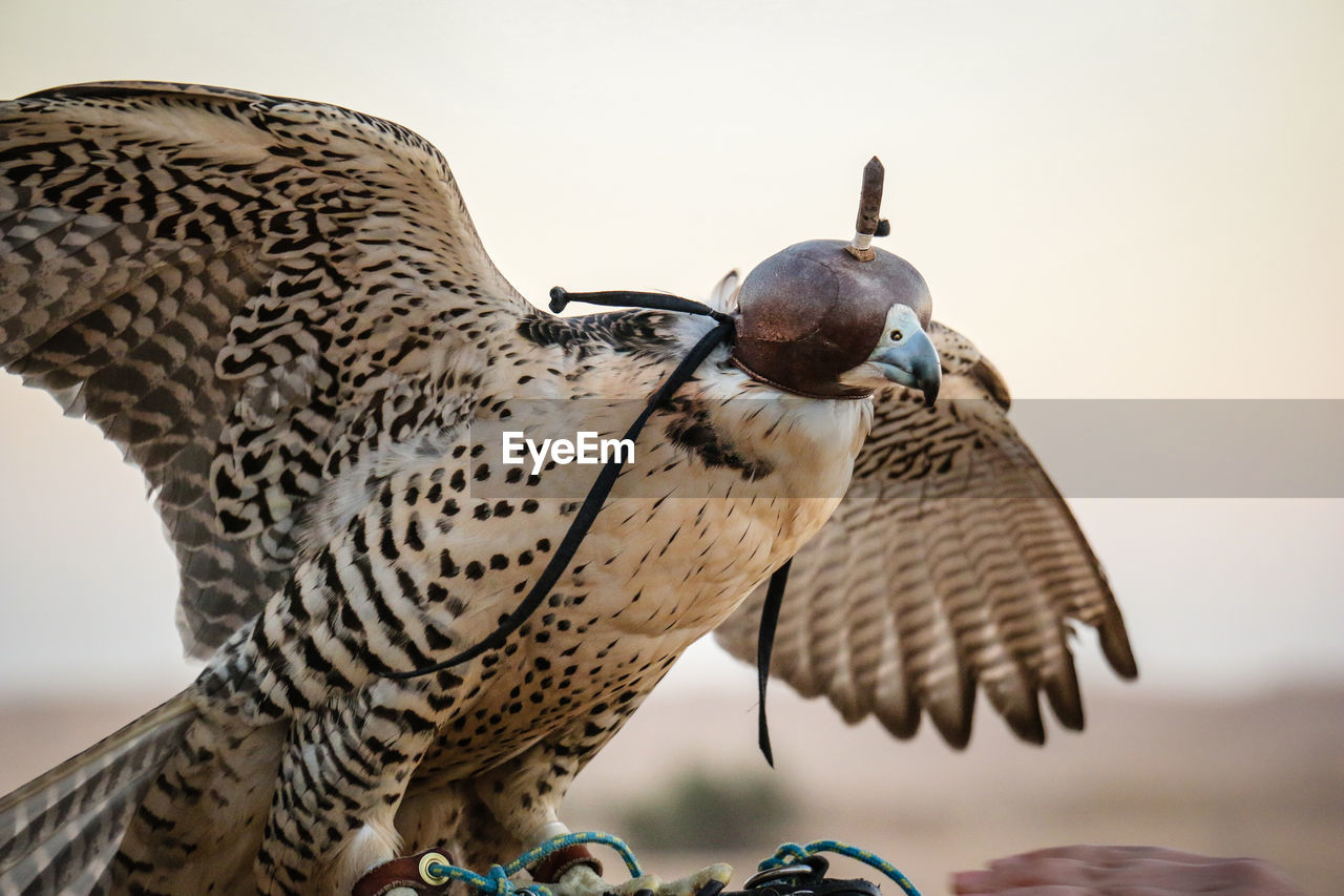 Close-up of bird against sky