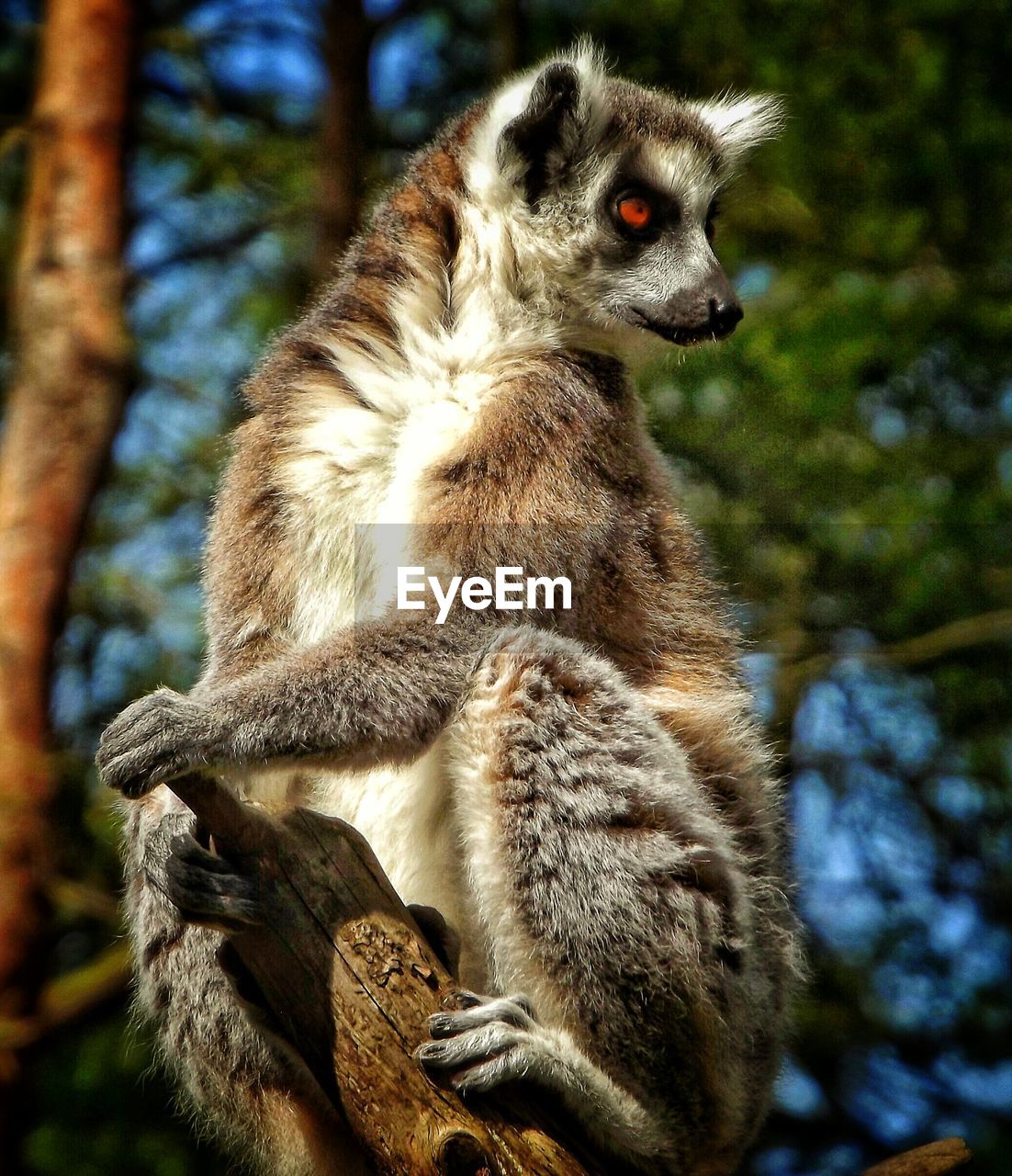 Close-up of a lemur looking away