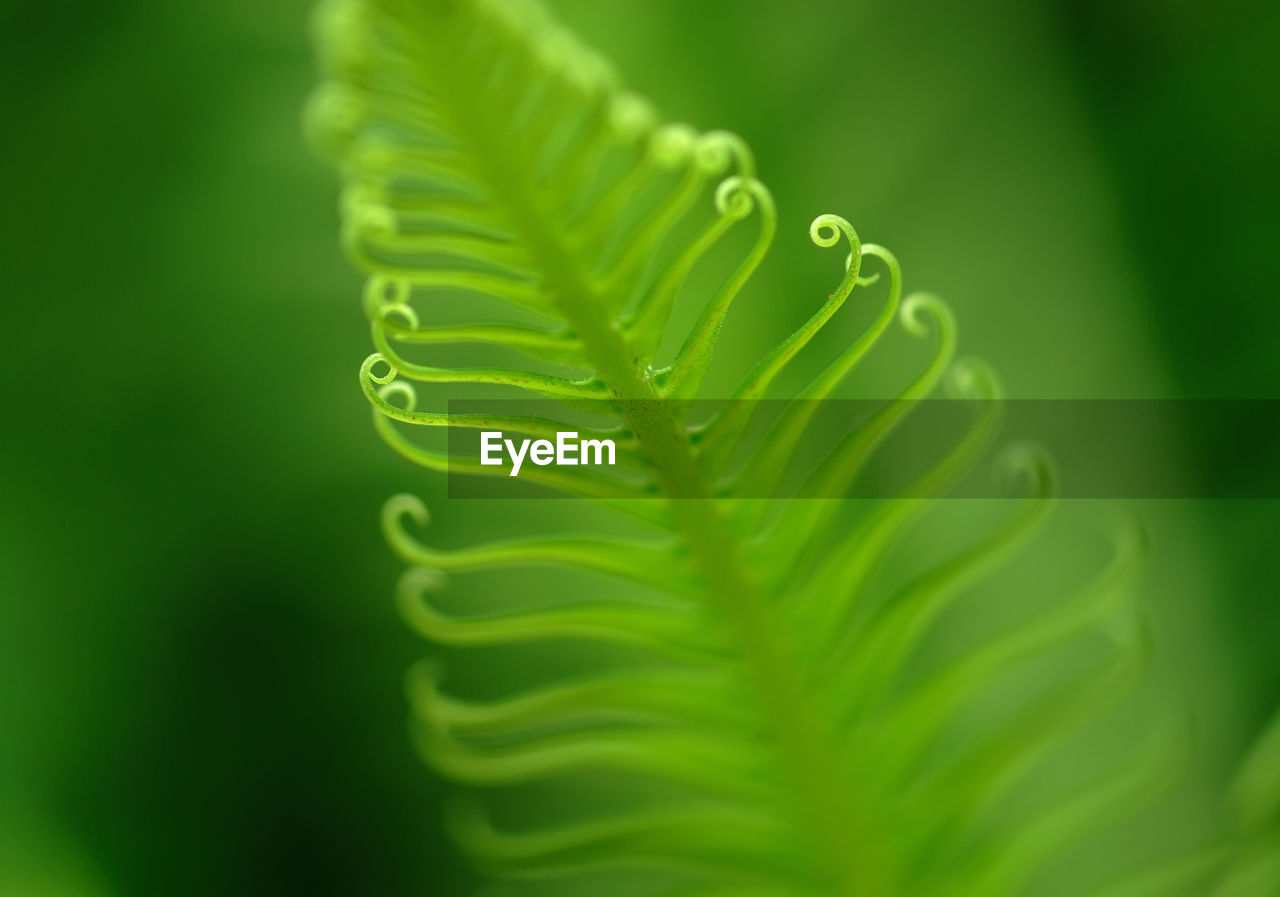 CLOSE-UP OF GREEN FERN LEAVES