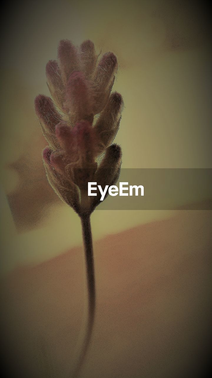 CLOSE-UP OF FLOWER PLANT AGAINST SKY