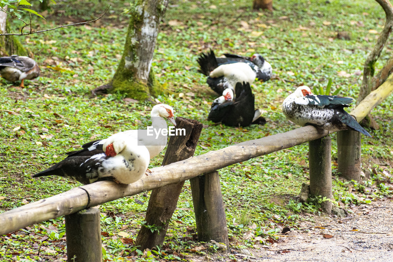 PIGEONS PERCHING ON A TREE