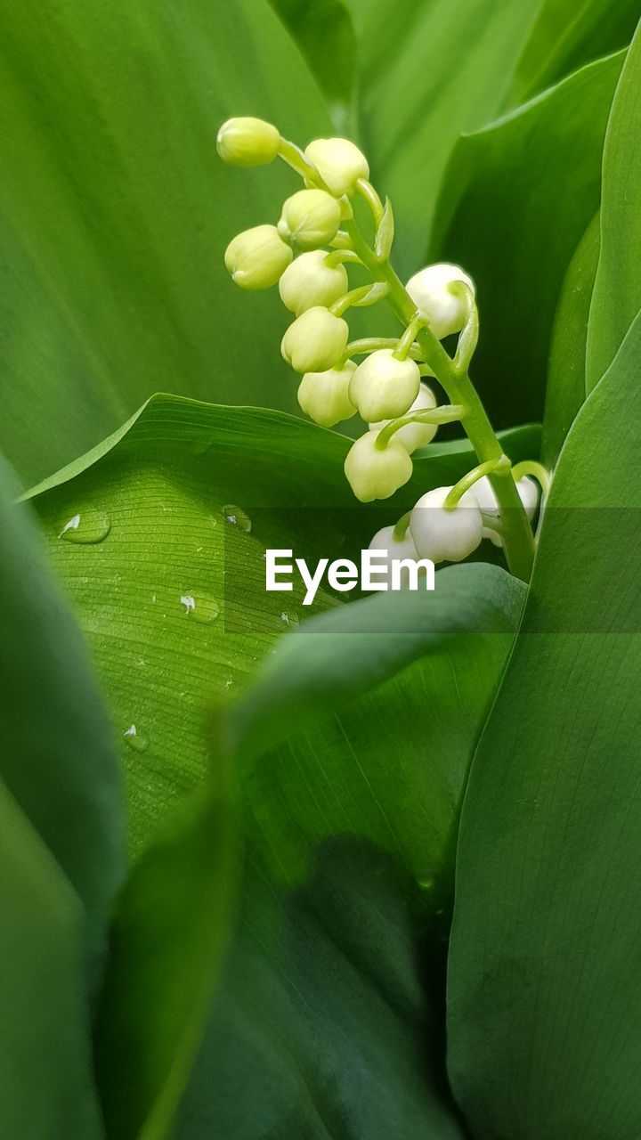 CLOSE-UP OF GREEN LEAVES ON WHITE FLOWER