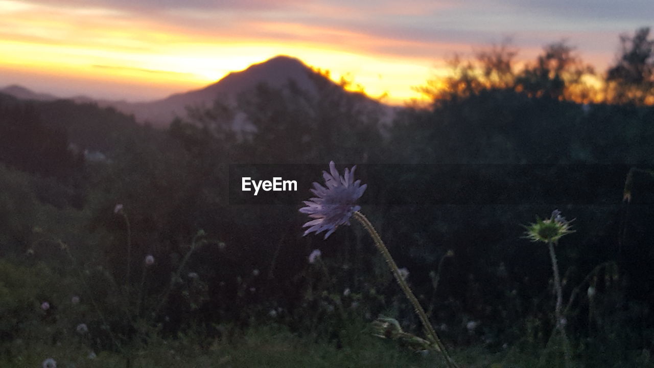 Scenic view of landscape against sky at sunset