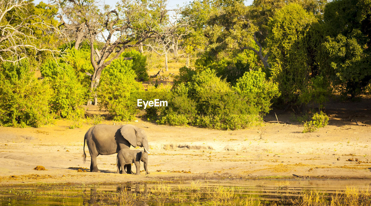 Elephant herd in africa at the chobe river, botswana