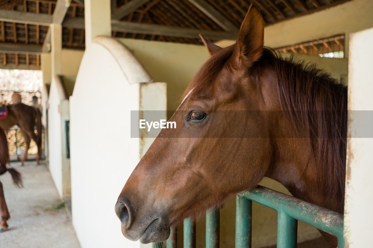 Horse in stable