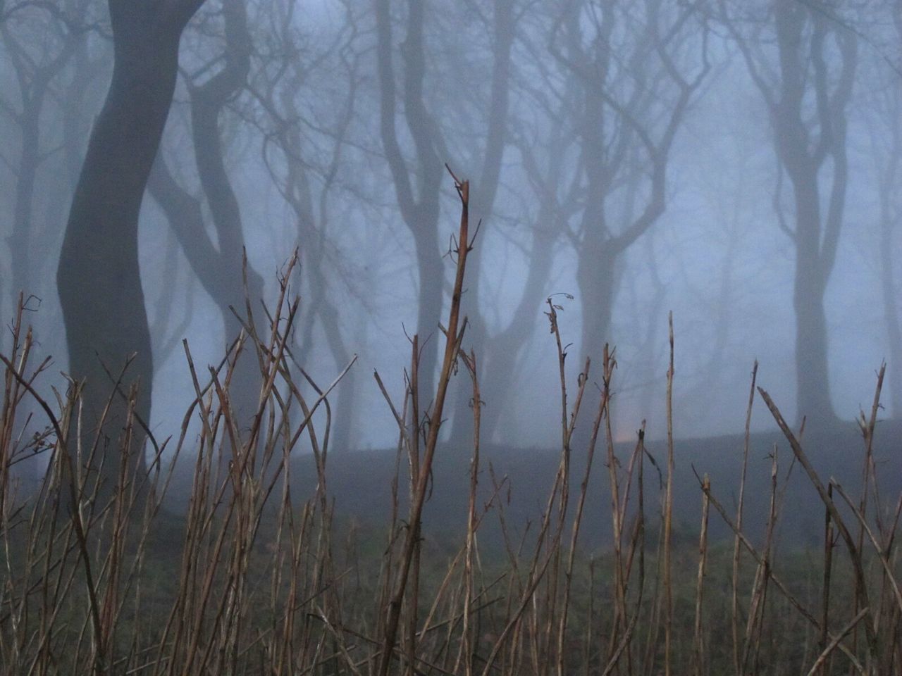 BARE TREES IN GRASS